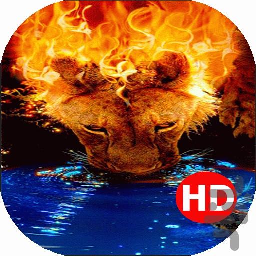پس زمینه زنده شیر درآتیش - عکس برنامه موبایلی اندروید