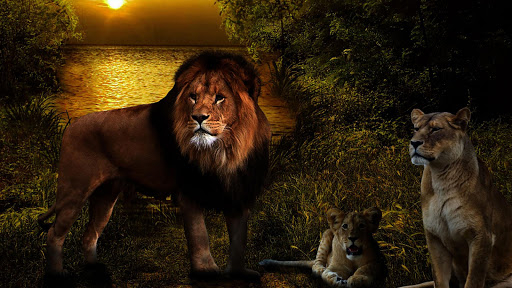 Lions Live Wallpaper for Android - Download