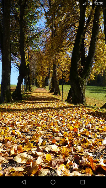 Autumn Live Wallpaper - Image screenshot of android app