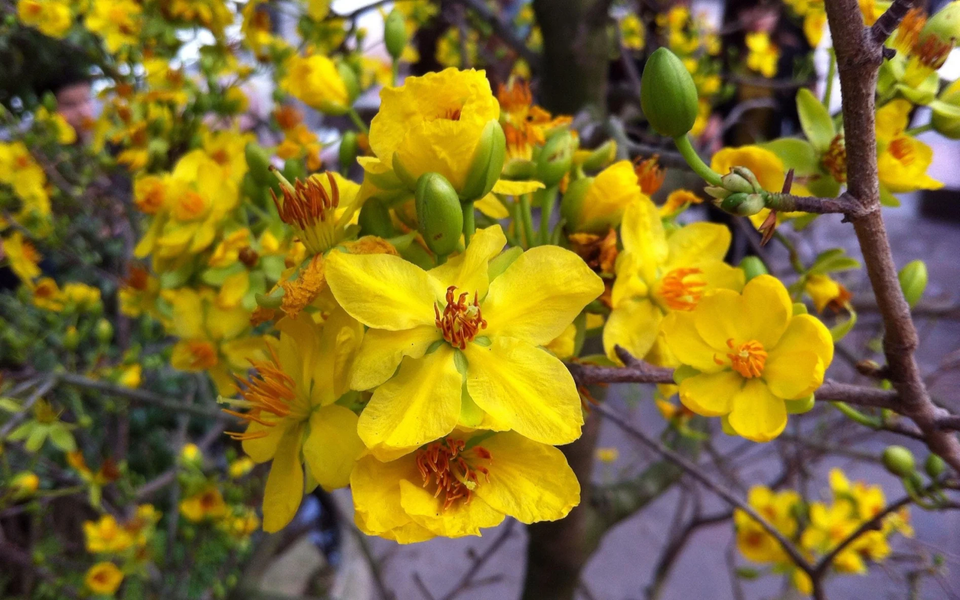 Mai Flower Live Wallpaper - عکس برنامه موبایلی اندروید