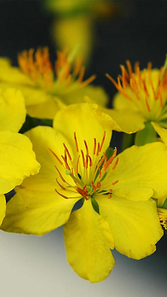 Mai Flower Live Wallpaper - عکس برنامه موبایلی اندروید