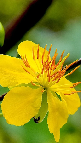 Mai Flower Live Wallpaper - عکس برنامه موبایلی اندروید