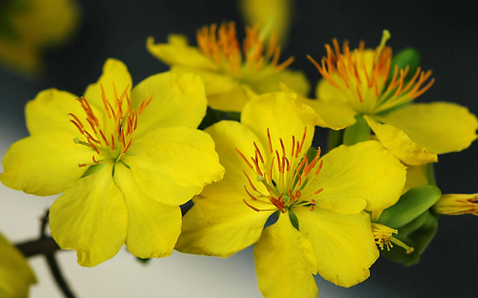Mai Flower Live Wallpaper - عکس برنامه موبایلی اندروید