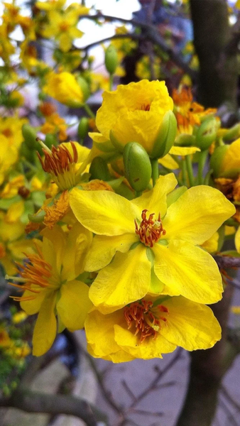 Mai Flower Live Wallpaper - عکس برنامه موبایلی اندروید
