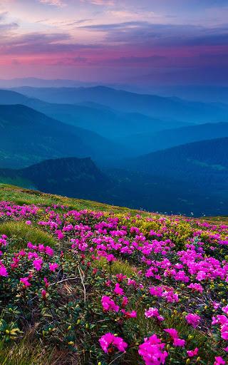 Mountain Flower Live Wallpaper - Image screenshot of android app