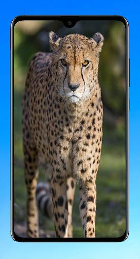 Cheetah Wallpaper 4K - عکس برنامه موبایلی اندروید