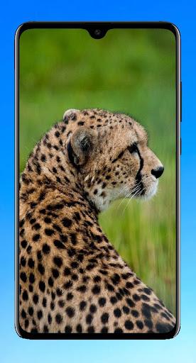 Cheetah Wallpaper 4K - عکس برنامه موبایلی اندروید