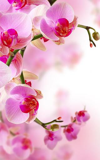 Orchid Live Wallpaper - عکس برنامه موبایلی اندروید