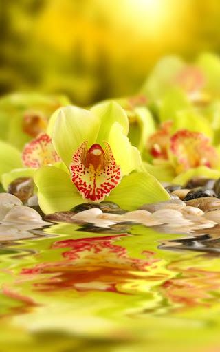 Orchid Live Wallpaper - عکس برنامه موبایلی اندروید