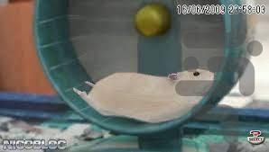 petz hamsterz bunch - Gameplay image of android game