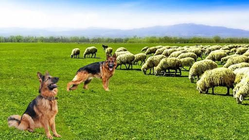 Mountain Dog Sim : Guard Dog - عکس برنامه موبایلی اندروید