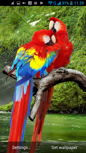 Parrot Live Wallpaper - Image screenshot of android app