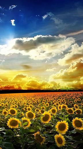 Perfect Sunset Live Wallpaper - عکس برنامه موبایلی اندروید