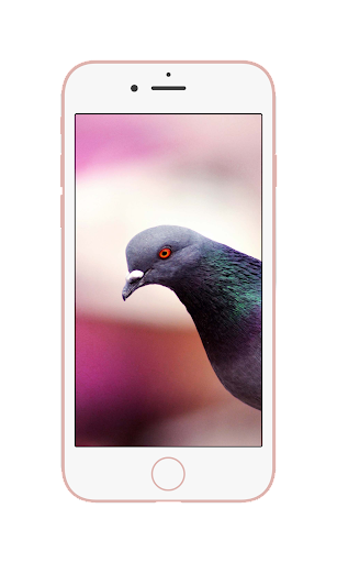 HD Pigeon Wallpaper - Image screenshot of android app