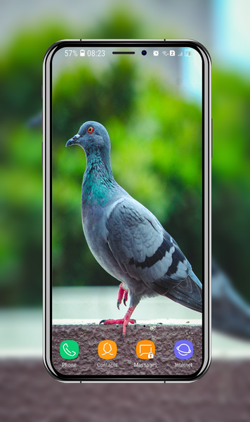 Pigeon Wallpapers - Image screenshot of android app