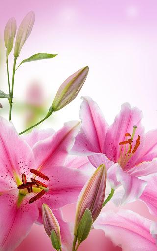 Pink Flowers Live Wallpaper - Image screenshot of android app