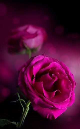 Pink Rose Live Wallpaper - عکس برنامه موبایلی اندروید