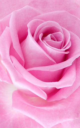 Pink Rose Live Wallpaper - عکس برنامه موبایلی اندروید