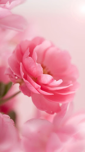 Romantic Pink Roses Wallpaper - Elegant Home Decor Solution | Happywall