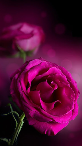 Light Pink | Roses Wallpaper Download | MobCup