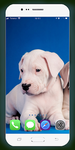 Pitbull Dog Wallpaper - Image screenshot of android app