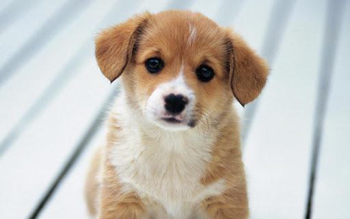 Puppy Live Wallpaper - Image screenshot of android app
