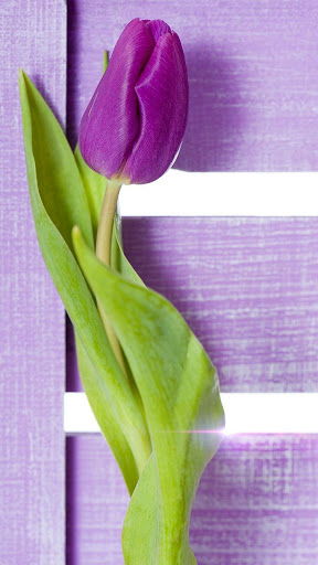 purple tulip flower wallpaper