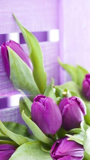 Purple Tulips Live Wallpaper - Image screenshot of android app