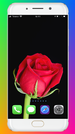 Red Rose Wallpaper - Image screenshot of android app