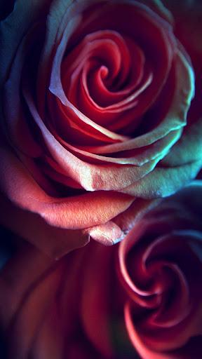 Rose Live Wallpaper - Image screenshot of android app