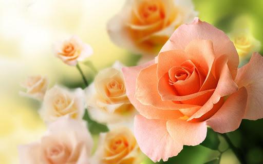 Roses Live Wallpaper - Image screenshot of android app
