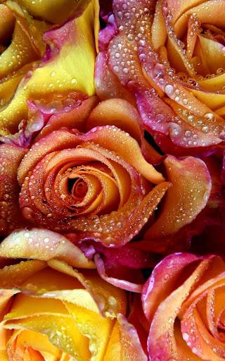 Roses Live Wallpaper - عکس برنامه موبایلی اندروید