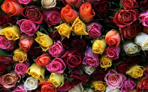 Roses Live Wallpaper - عکس برنامه موبایلی اندروید