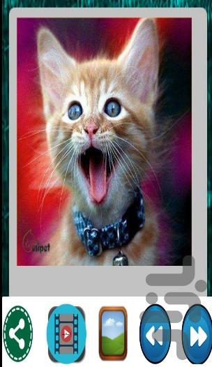 والپیپـر های گربه - عکس برنامه موبایلی اندروید