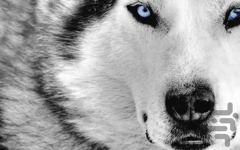 Wolf Wallpapers - Image screenshot of android app