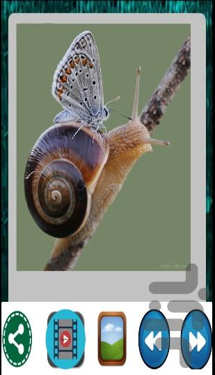Butterfly wallpaper - عکس برنامه موبایلی اندروید