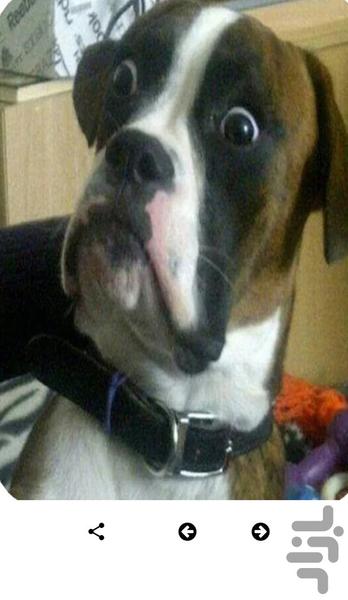 استیکرهای بامزه حیوانات - استیکر - عکس برنامه موبایلی اندروید