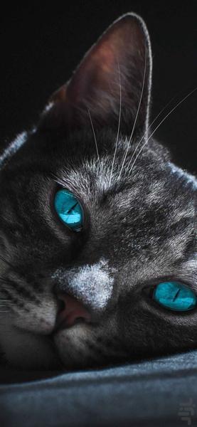 والپیپر حیوانات - تصاویر حیوانات - عکس برنامه موبایلی اندروید