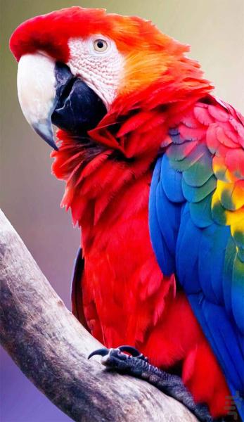 Bird wallpapers - pictures of birds - Image screenshot of android app