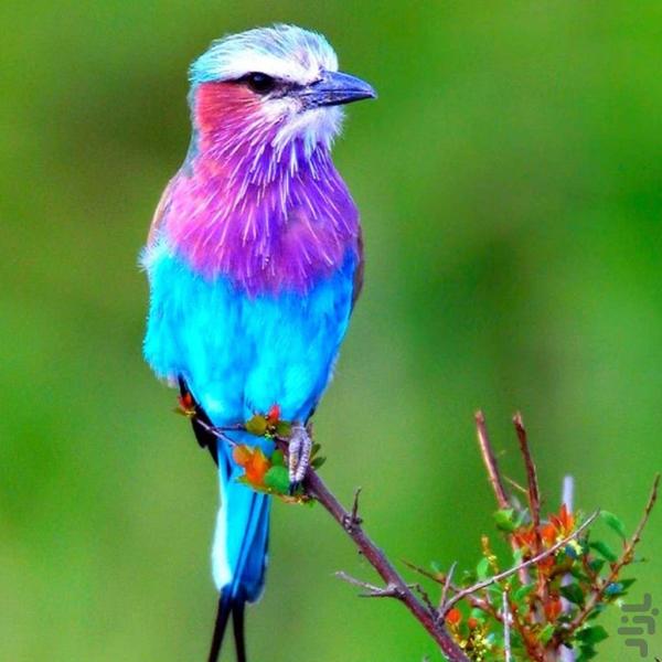 Bird wallpapers - pictures of birds - Image screenshot of android app