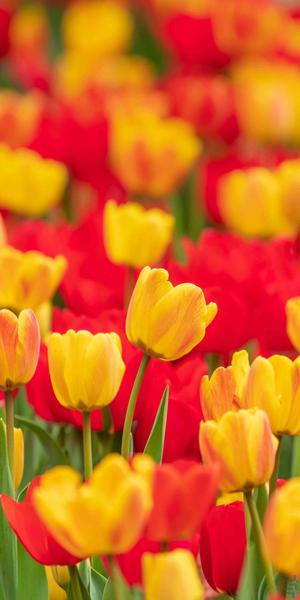 تصاویر گل - والپیپر رنگارنگ گل ها - عکس برنامه موبایلی اندروید