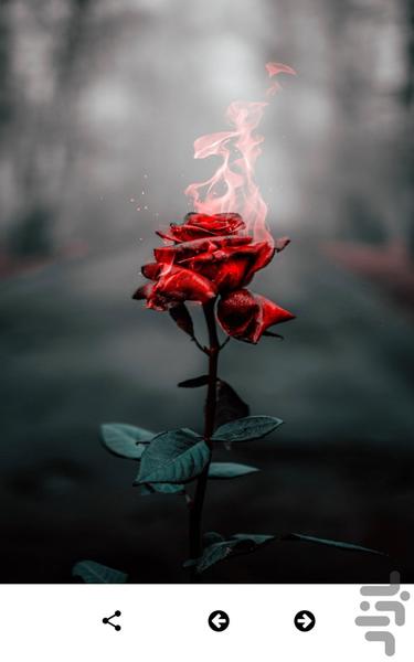 تصاویر گل - والپیپر رنگارنگ گل ها - عکس برنامه موبایلی اندروید