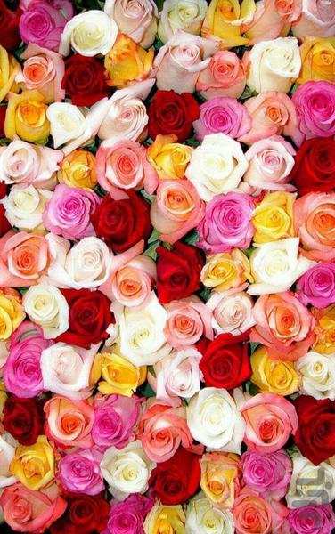 تصاویر گل - والپیپر رنگارنگ گل ها - عکس برنامه موبایلی اندروید