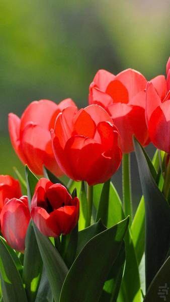 والپیپرهای بهاری - تصاویر فصل بهار - عکس برنامه موبایلی اندروید