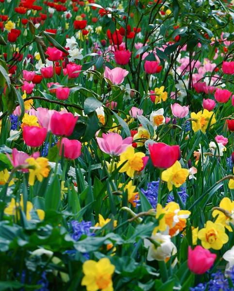 والپیپرهای بهاری - تصاویر فصل بهار - عکس برنامه موبایلی اندروید