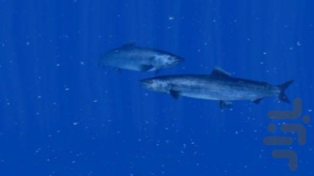 ماهیگیری ۲ - عکس بازی موبایلی اندروید