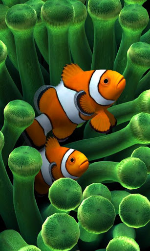 Clown Fish Animated Keyboard Live Wallpaper Old Versions - Phoenix Icon  Animated Png,Clownfish Icon - free transparent png images - pngaaa.com