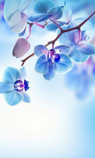 Spring Flowers Live Wallpaper - Image screenshot of android app
