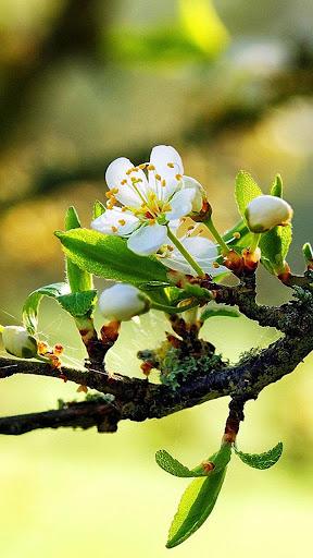 Spring Live Wallpaper - عکس برنامه موبایلی اندروید