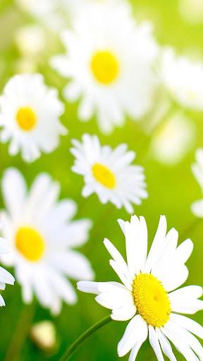 Spring Live Wallpaper - عکس برنامه موبایلی اندروید